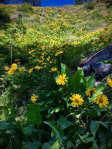 Medicinal Balsamroot Cough Syrup and Tincture Image